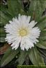 Flores del Paramo (8)